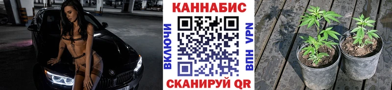 Шишки марихуана планчик  где можно купить   Людиново 